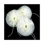 SOTO Compact Mantle Pack of 3