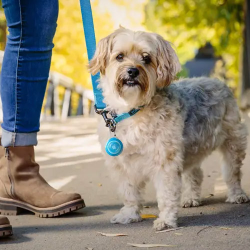 WearAbout Pet Clippable Tracker Holder Blue
