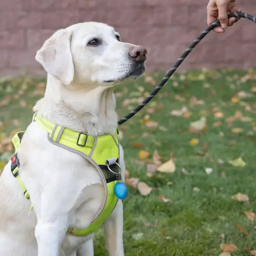 WearAbout Pet Clippable Tracker Holder Blue